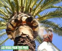 Las Vegas Palm Tree Trimming Pros image 2